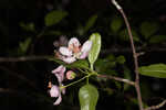 Southern crabapple